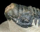 Bargain Crotalocephalina Trilobite - #4939-5